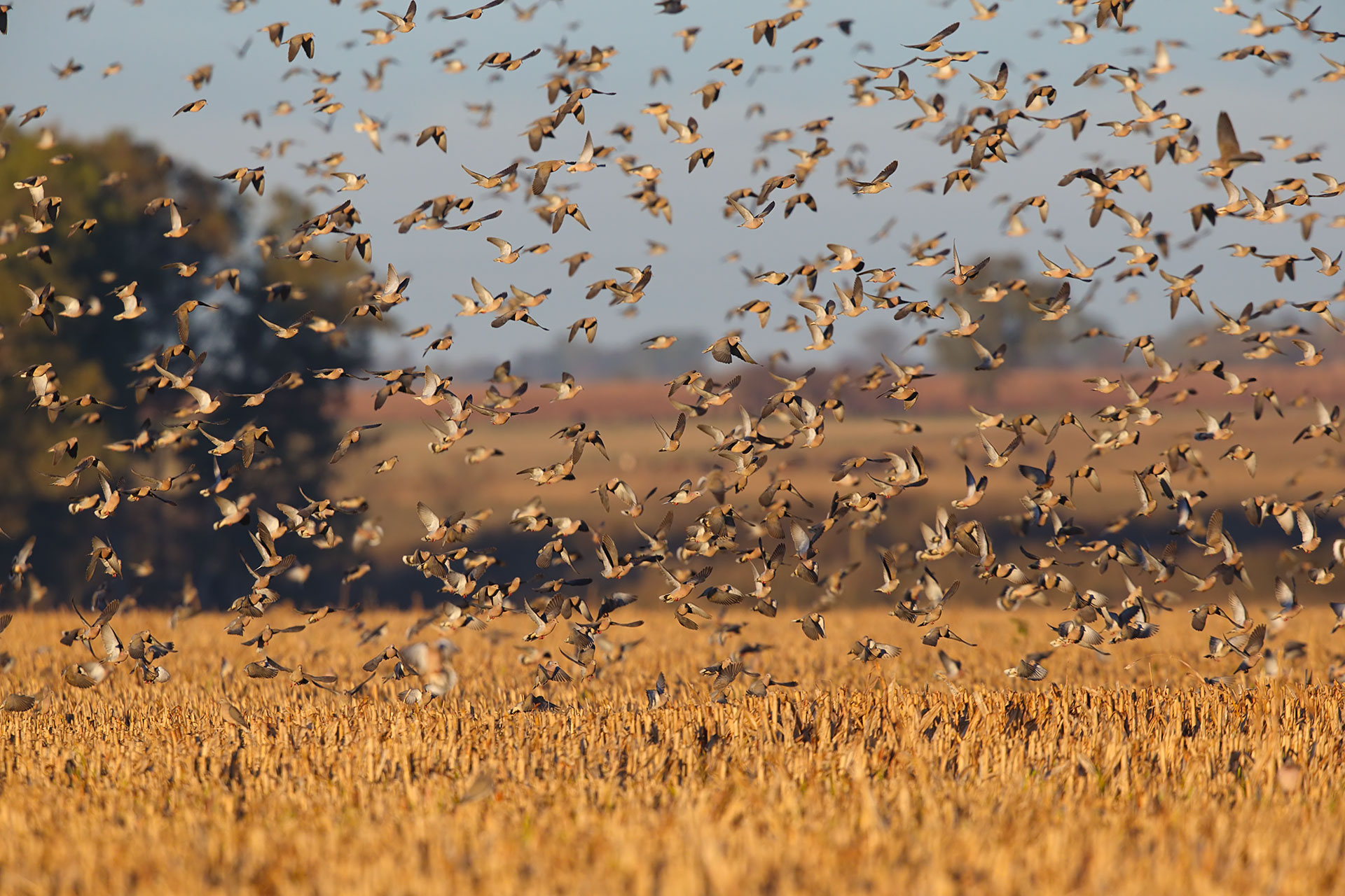 Argentina best dove hunt 4 Seasons Adventures Argentina