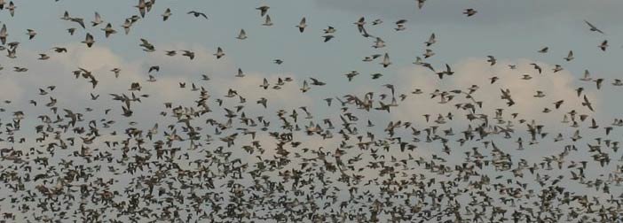 Argentina best dove hunt