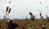 Argentina best dove hunt